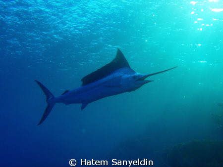 Sail Fish by Hatem Sanyeldin 