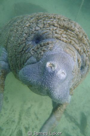 Young Manatee in Crystal River by James Laker 