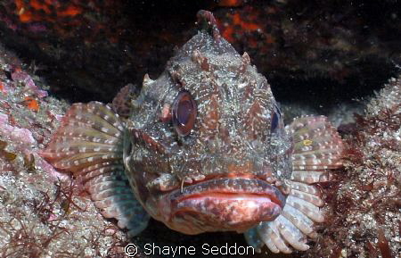 Scorpion fish taken close up at Hahei New Zealand by Shayne Seddon 