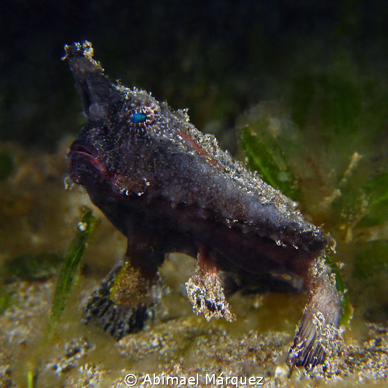 Batfish by Abimael Márquez 
