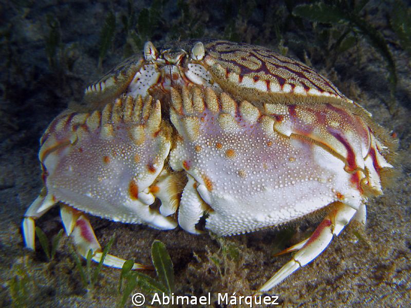 Flame Box Crab by Abimael Márquez 