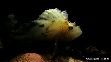 Canon s100 shooting on "manual" with handheld torch used... by Tim Ho 