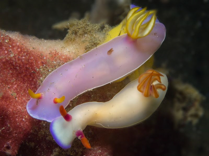 Private moments (Hypselodoris bullocki) by Alex Varani 