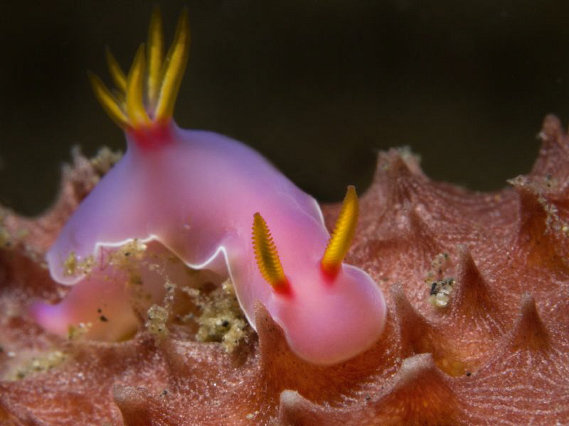 Hypselodoris bullocki by Alex Varani 