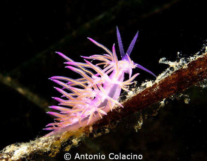 Pilastrino di Tegge, Flabellina affinis-canon eos 350d -2... by Antonio Colacino 