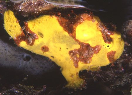 A bird's eye view of a frog fish. by David Spiel 