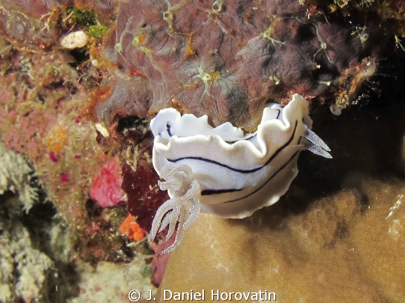 a Chromodoris williani by J. Daniel Horovatin 
