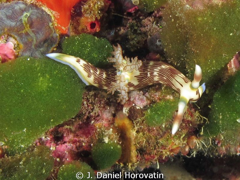 Nembrotha lineolata by J. Daniel Horovatin 