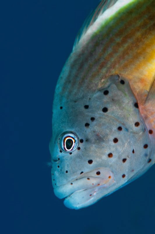 Hawkfish by Paul Colley 