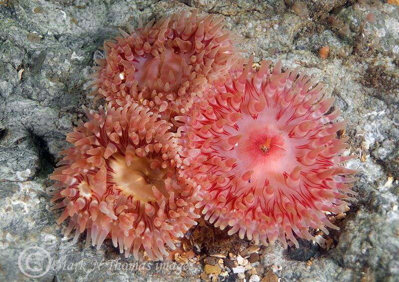 Dahlia Anemones.
Menai Straits, N. Wales by Mark Thomas 