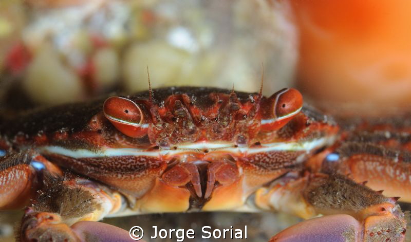 Close up of a spider crab by Jorge Sorial 