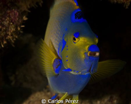 Natural Glow... by Carlos Pérez 