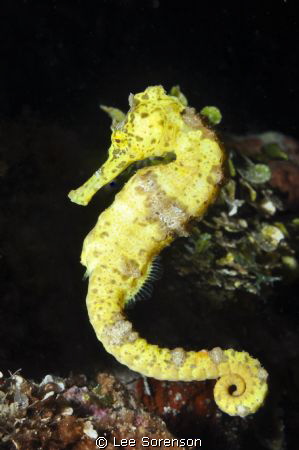 Seahorse, Grace...! by Lee Sorenson 