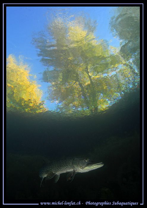 The Pike and the Tree... :O)... by Michel Lonfat 