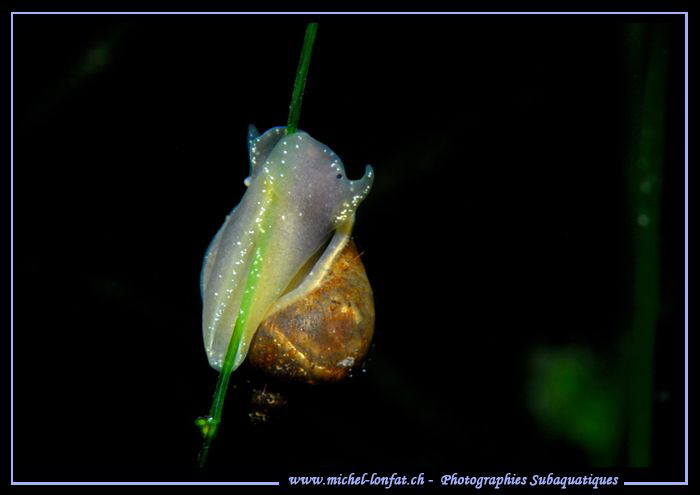 Freshwater Snail.... :O)... by Michel Lonfat 