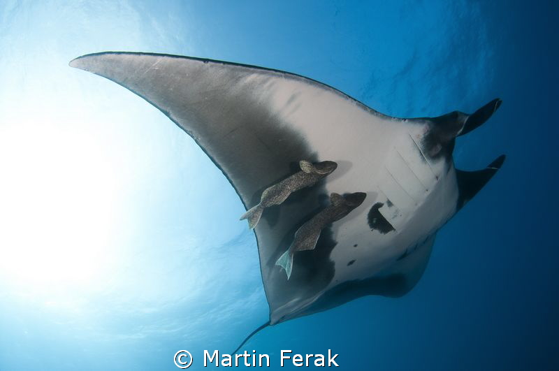 Under the wing by Martin Ferak 