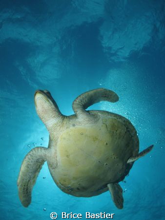 green turtle canon power shot g11 f8  1/800
ikelite stro... by Brice Bastier 