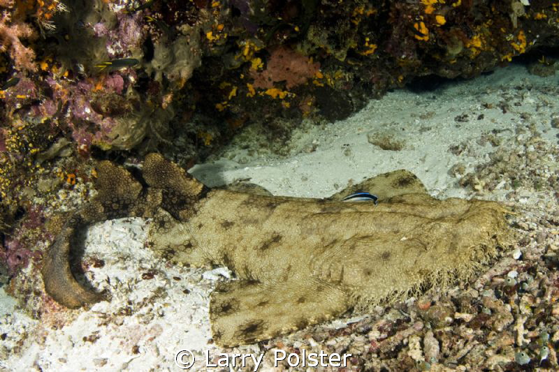 Wobbegong shark being cleaned. by Larry Polster 