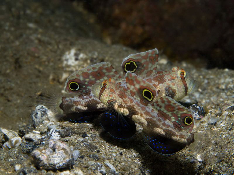 Signigobius biocellatus. A really shy fish but really bea... by Alex Varani 