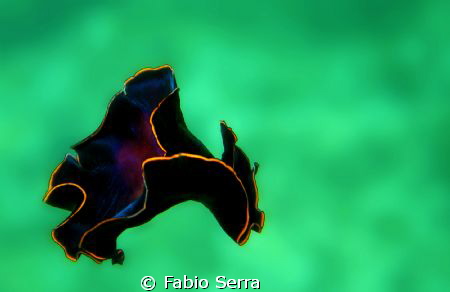Fly.. by Fabio Serra 