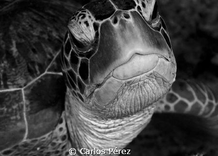 Face to face by Carlos Pérez 