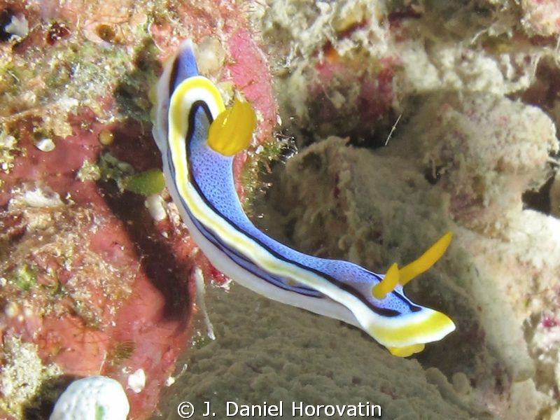 Chromodoris annae by J. Daniel Horovatin 