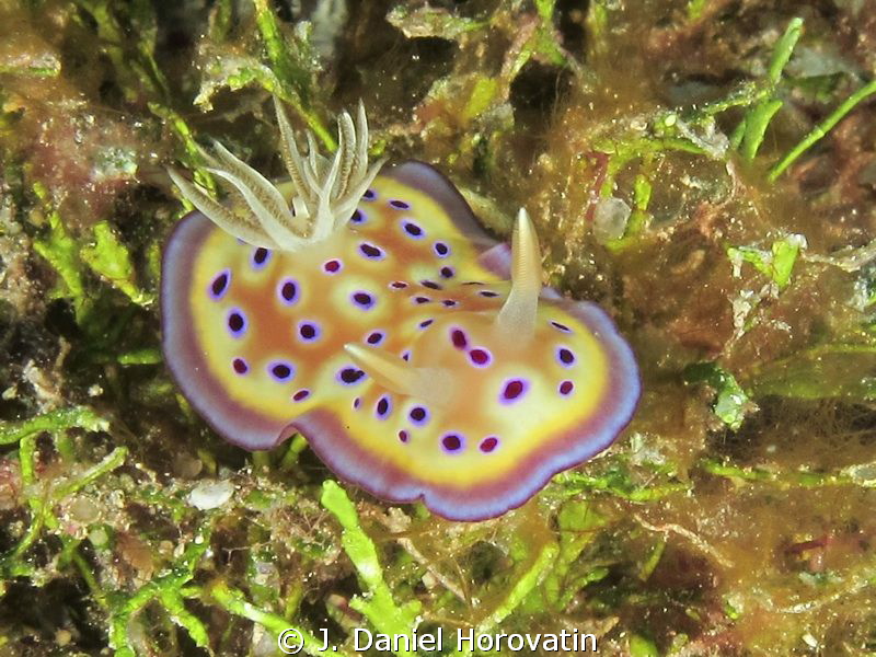 Chromodoris kunilei by J. Daniel Horovatin 