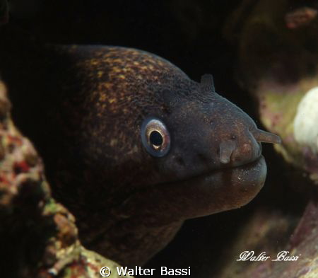 murena by Walter Bassi 