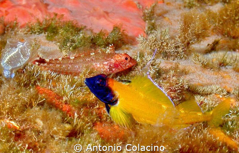 Trypterigion delaisi-male and female by Antonio Colacino 