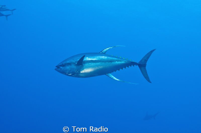 Yellow Fin Tuna (with silhouette of hammerhead in backgro... by Tom Radio 