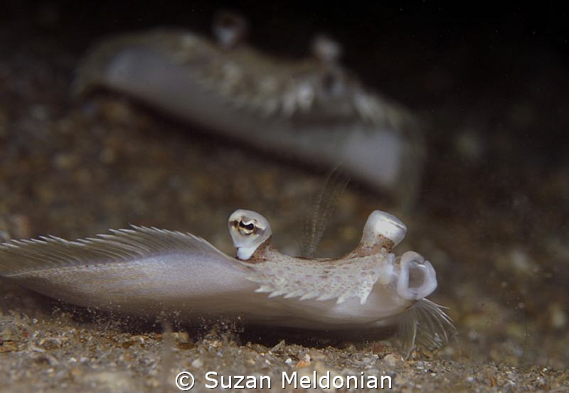 Oooooh baby ooooh! by Suzan Meldonian 