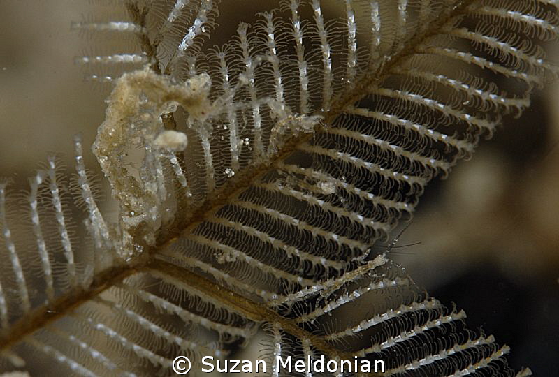 You kids behave!  Mother Skeleton shrimp minding the babi... by Suzan Meldonian 