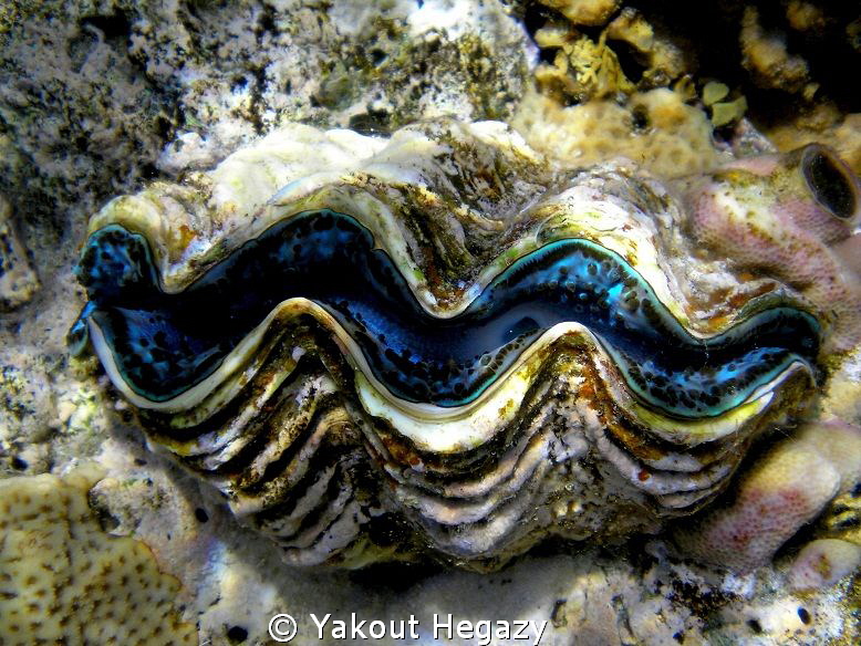 Gaint Clam(Trldacana maxima by Yakout Hegazy 