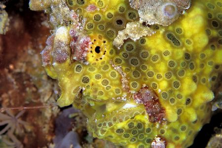 Frogfish mugshot. Taken in Kapalai with D70, 105mm lens &... by Beverly Speed 