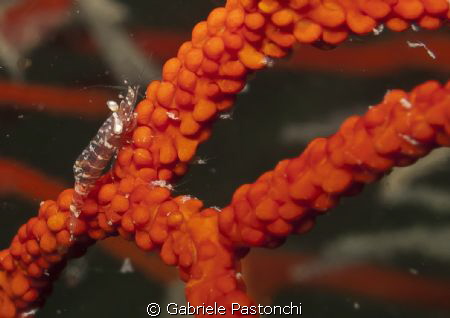 Coral shrimp by Gabriele Pastonchi 
