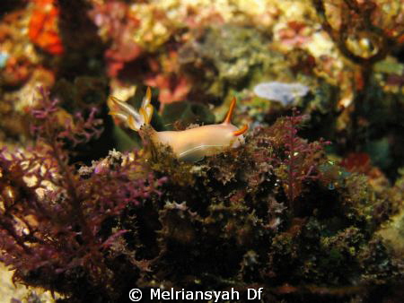 Nudibranch at Dead man Rock, Komodo Island by Melriansyah Df 