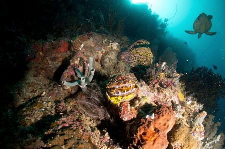 Three sisters dive site. by Mikhail Smirnov 