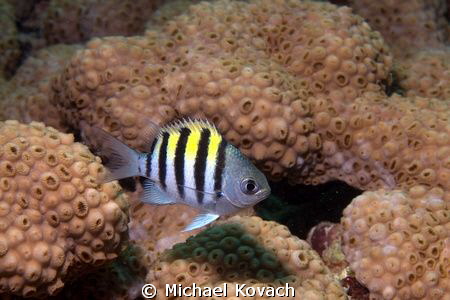 Sergeant Major on a rock just East of the Little Coral Kn... by Michael Kovach 