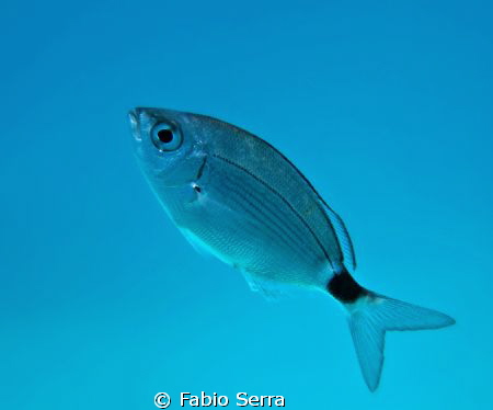 Oblada Melanura by Fabio Serra 