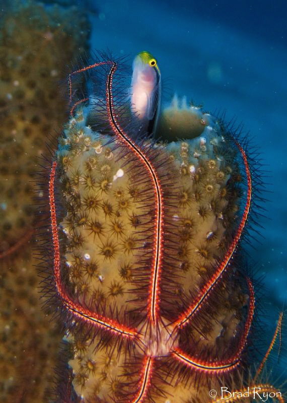 Crowded sponge by Brad Ryon 