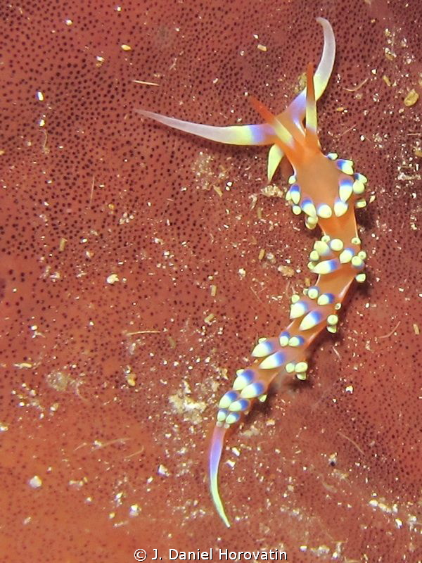 Phidiana indica, I think!!
 by J. Daniel Horovatin 
