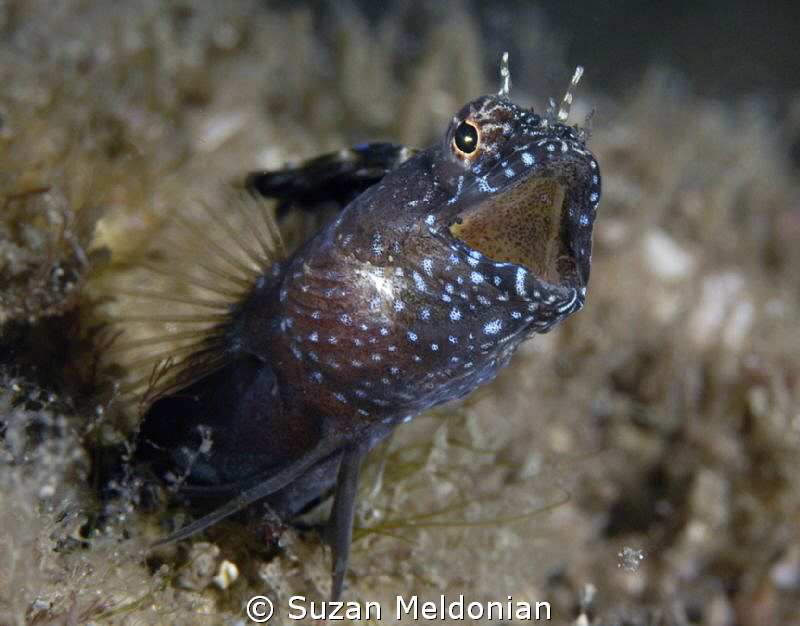 Sailfin calling out by Suzan Meldonian 