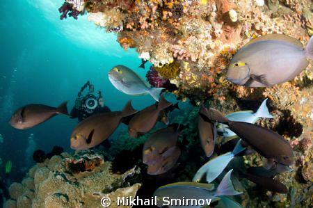Fishes... Near Wayag isl. by Mikhail Smirnov 