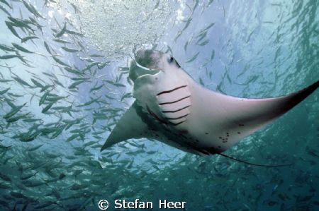 Manta with a lot of fish! Palau German Channel - Nikon D9... by Stefan Heer 