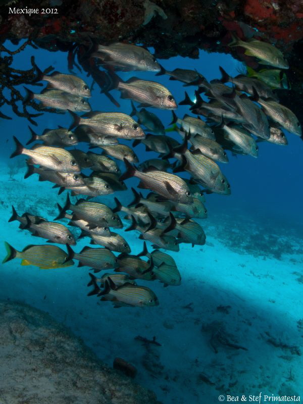 Fish. by Bea & Stef Primatesta 