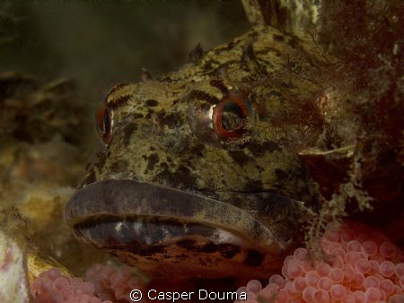Donderpad sitting on his eggs... by Casper Douma 