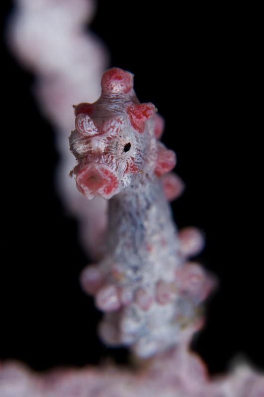 bargibanti
100 macro + INON UCL165 by Paolo Isgro 