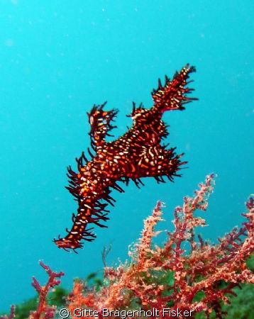 Ghost Pipefish. Lembeh Strait by Gitte Bragenholt Fisker 
