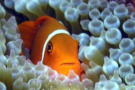 Posser...Great Barrier Reef Olypus 5060 Factory housing- ... by Joshua Miles 