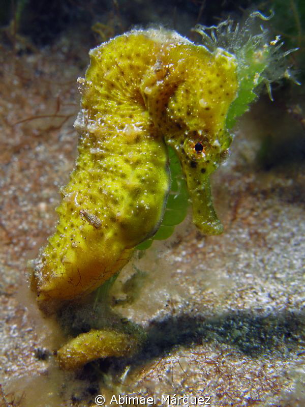 Yellow seahorse by Abimael Márquez 